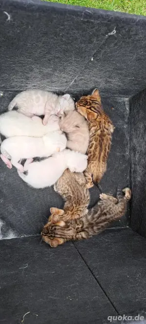 Bengal Kitten mit Stammbaum und Reinrassig Bild 4
