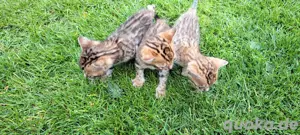 Bengal Kitten mit Stammbaum und Reinrassig