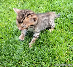 Bengal Kitten mit Stammbaum und Reinrassig Bild 3