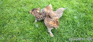 Bengal Kitten mit Stammbaum und Reinrassig Bild 2