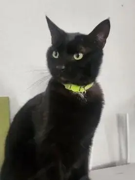 Lacknase Milo (ALO)