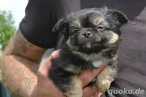 Chihuahua Babys mit Stammbaum