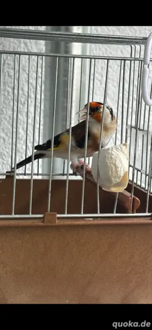 Stiegliz Pärchen abzugeben 