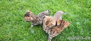 Bengal Kitten mit Stammbaum und Reinrassig Bild 5