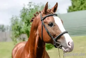 Atemberaubendes Paint Horse mit einzigartiger Blesse   brav & vielseitig