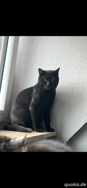 Zuhause gesucht: Liebevoller BKH-Mix-Kater (1 Jahr alt, unkastriert)