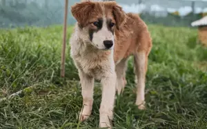 Liebevolles zu Hause für Jackson gesucht Bild 9