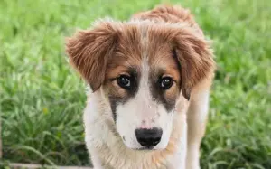 Liebevolles zu Hause für Jackson gesucht Bild 8