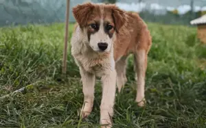 Liebevolles zu Hause für Jackson gesucht Bild 10