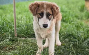 Liebevolles zu Hause für Jackson gesucht Bild 7