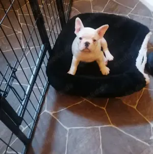 Französische bulldogge Hündin  9 Wochen  Bild 2
