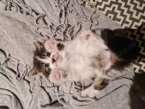 süße Maine Coone Kitten Lilu, 12 Wochen alt, mädchen, grau weiss