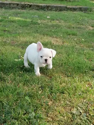 Französische bulldogge Hündin  9 Wochen  Bild 3