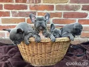 Französische Bulldogge welpen