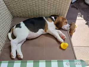 Beagle Welpe 2 Monate 