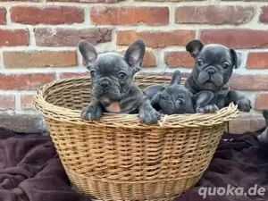 Französische Bulldogge welpen