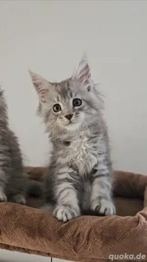 G4 Maine-Coon Kittrn Kater black silver tabby mit Stammbaum