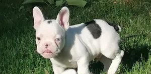 French bulldogge Rüde 