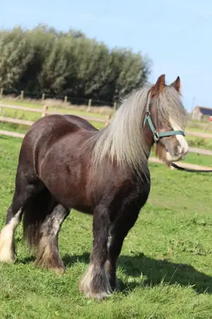 Irish Cob   Tinker Stute trächtig mit Fohlen bei Huf