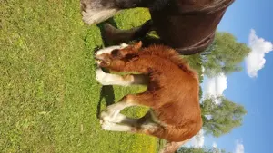 Irish Cob   Tinker Stute trächtig mit Fohlen bei Huf Bild 3