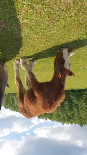 Irish Cob   Tinker Stute trächtig mit Fohlen bei Huf Bild 2