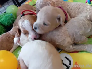 Maltipoo Welpen, Malteser* Zwergpudel, Pudel