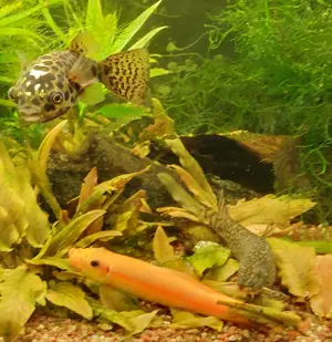 Aquarium 200 Liter komplett mit Zubehör und 3 Fischen