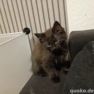2 kleine kitten suchen ein liebevolles zuhause 