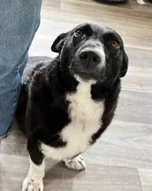 ENYA Wer verliebt sich in die clevere Hundedame?