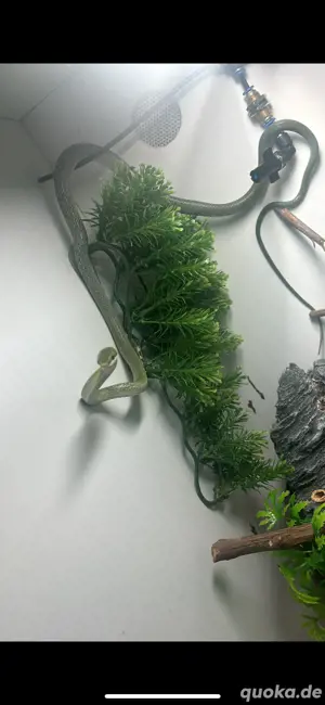 Gohyosoma boulengeri 0.01 