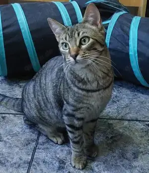 Anhänglicher Carlos (und Geschwister)ALO