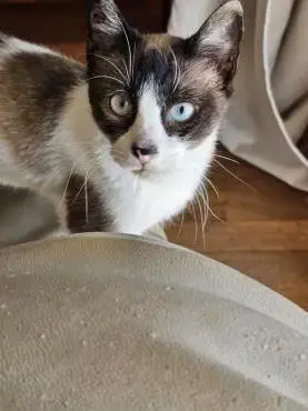 Siam-Mix Henry FIV + (ALM)