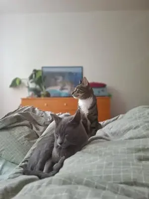 Fröhlicher Zaika in Köln (ALO) Bild 5