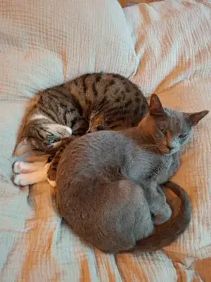 Fröhlicher Zaika in Köln (ALO) Bild 6