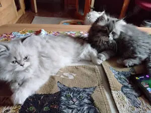 Liebe verschmusste Perser Babys mit Näschen 