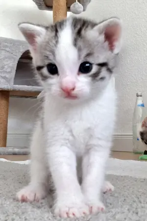 Katzen babys abzugeben  Bild 2