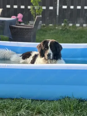 Wurfanküdigung Bernersenne Landseer 