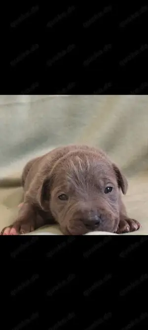 American Bully XL Welpen ABKC 