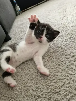 Katzen babys abzugeben  Bild 4