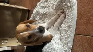 Beagle il piccolo Jhonny 