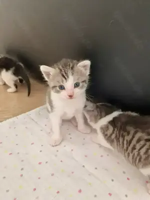 Katzen babys abzugeben  Bild 3