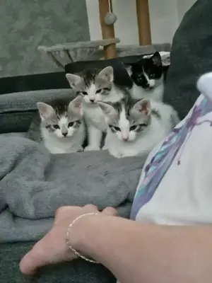 Katzen babys abzugeben  Bild 5