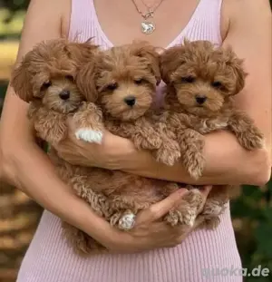 Maltipoo mini welpen Bild 3