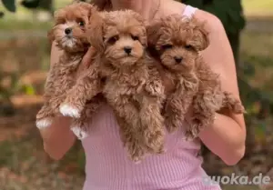 Maltipoo mini welpen Bild 2