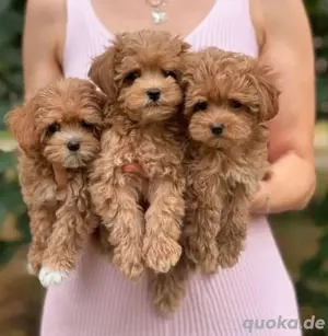 Maltipoo mini welpen