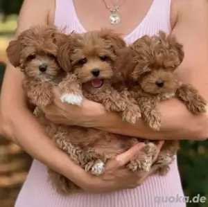 Maltipoo mini welpen Bild 4