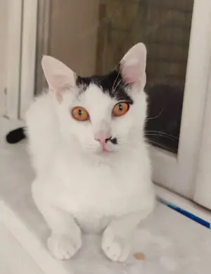 Finn Intelligenter Einzelprinz sucht spannendes Zuhause Bild 7