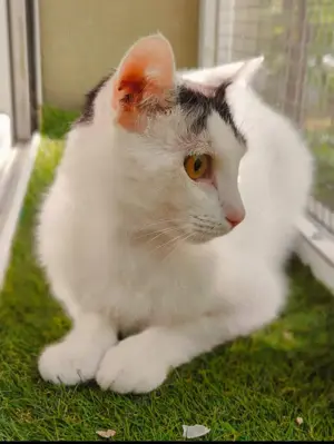 Finn Intelligenter Einzelprinz sucht spannendes Zuhause Bild 3
