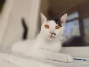 Finn Intelligenter Einzelprinz sucht spannendes Zuhause Bild 5