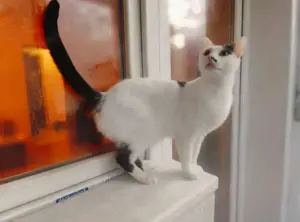 Finn Intelligenter Einzelprinz sucht spannendes Zuhause Bild 6